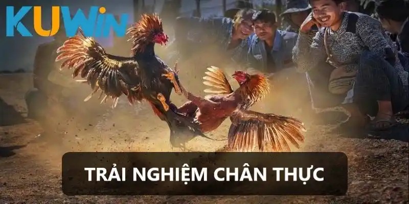 Giao điện chân thực của sảnh game đá gà tại kuwin